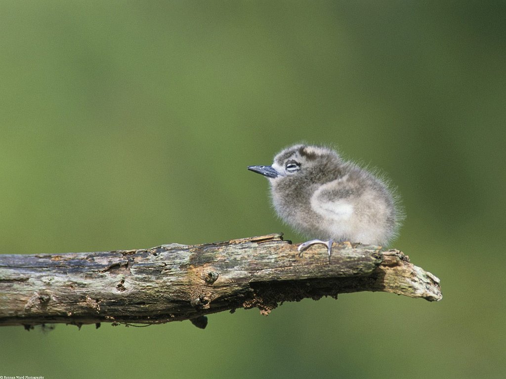 Fairy Tern, Midway Island, Pacific Ocean